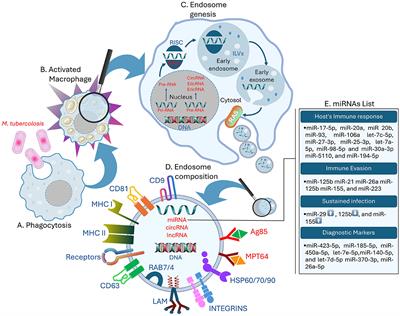 The role of Mycobacterium tuberculosis exosomal miRNAs in host pathogen cross-talk as diagnostic and therapeutic biomarkers